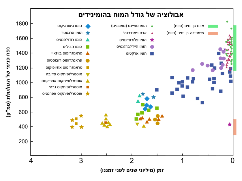 Brain_Size_Evolution_Heb_01.svg