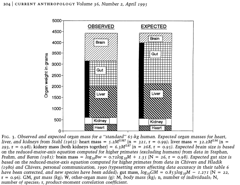 Proportion comparée des organes primates et humains