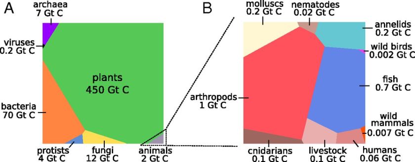 Biomass distribution current