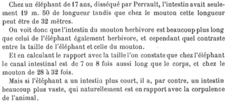 Block 1904 longueur intestins