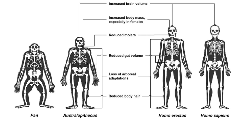Wrangham Carmody 2010