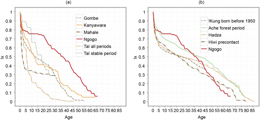 Espérance de vie chimpanzés