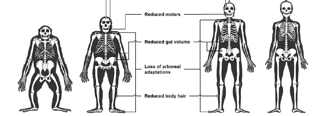 Yuval Noah Harari, Sapiens, lecture critique (3) : le muscle et la&nbsp;cervelle