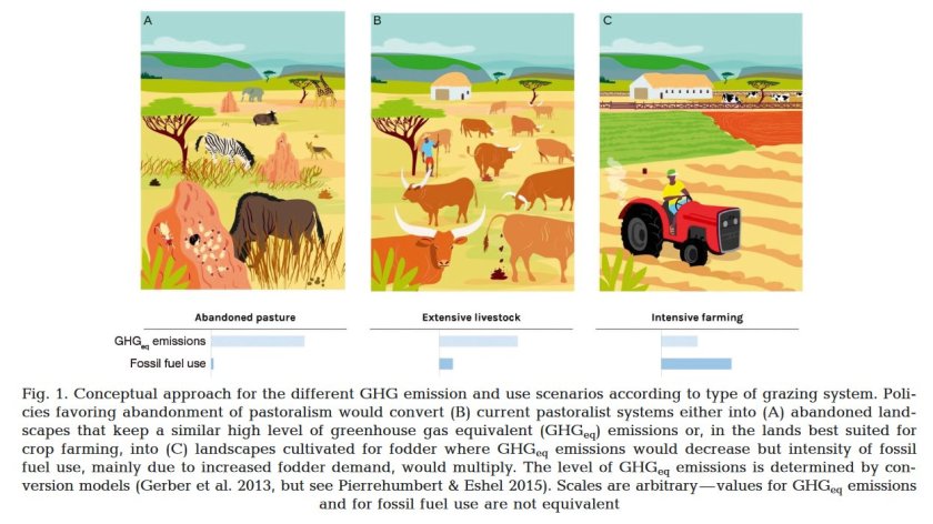 Manzano white 2019 pastoralism