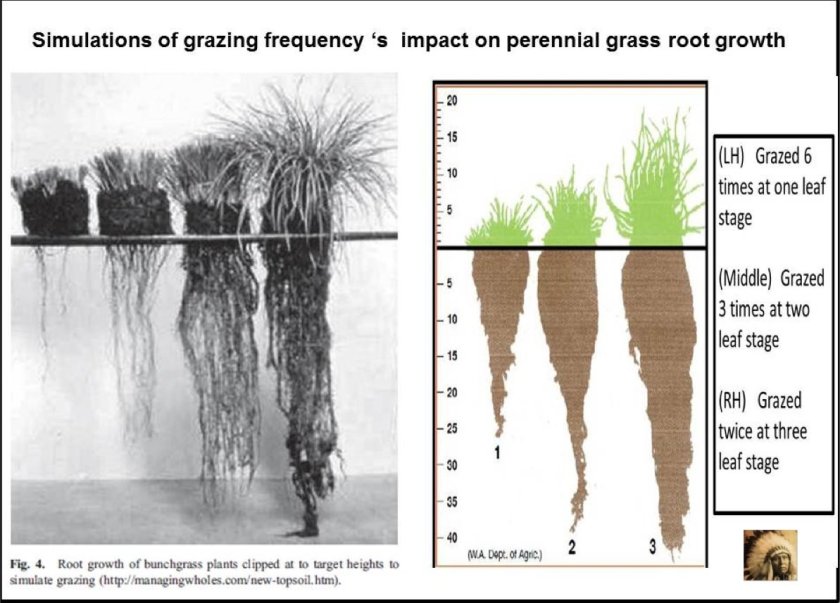 Optimal grazing 2