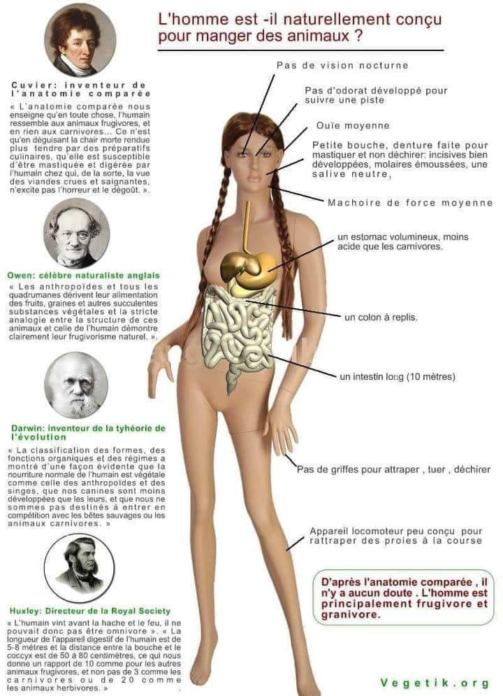 Vegetik anatomie comparée