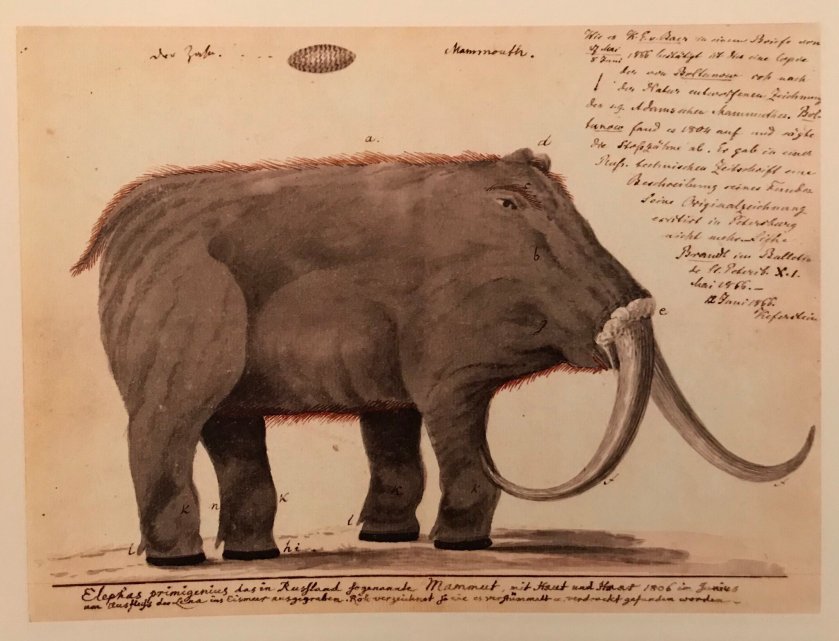 Roman Boltunov mammouth 1805