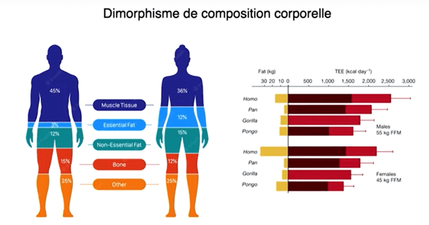Dimorphisme sexuel hublins